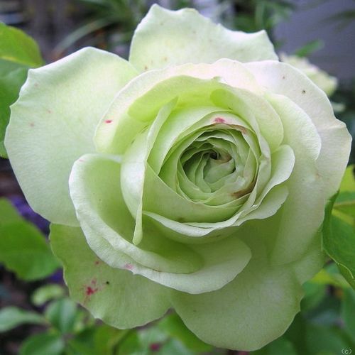 Rosen Online Gärtnerei - floribundarosen - weiß - Rosa Lovely Green™ - duftlos - Meilland International - Ihre besonderen, grün-weiße Blüten blühen vom Juni bis September in kleinen Büscheln.
